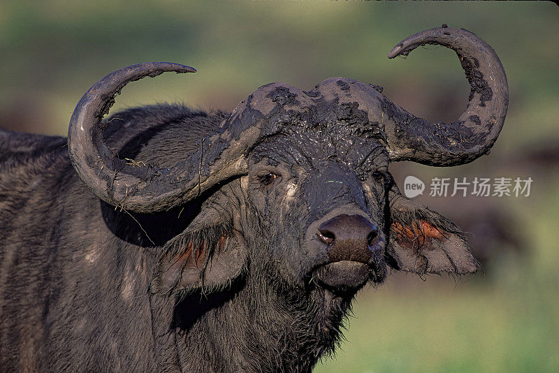 非洲水牛(Syncerus caffer)是一种大型撒哈拉以南非洲牛。开普水牛是典型的亚种，也是最大的一种，在非洲南部和东部发现。肯尼亚马赛马拉国家保护区。